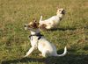 Parson-Russell-Terrier Foto: Lucy und Gismo beim Ballspielen auf der Wiese (ID 9011) Parson-Russell-Terrier Hund