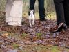 Parson-Russell-Terrier Foto: Lucy unterwegs mit Riesen (ID 9012) Parson-Russell-Terrier Hund
