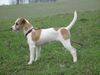 Parson-Russell-Terrier Foto: Meine (ID 20620) Parson-Russell-Terrier Hund