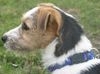 Parson-Russell-Terrier Foto: Luiszer´s Ornella (ID 20649) Parson-Russell-Terrier Hund
