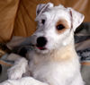 Parson-Russell-Terrier Hund