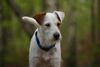Parson-Russell-Terrier Hund