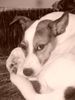 Parson-Russell-Terrier Hund