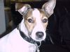 Parson-Russell-Terrier Foto (ID 13730) Parson-Russell-Terrier Hund