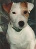 Parson-Russell-Terrier Hund