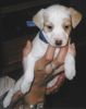 Parson-Russell-Terrier Hund