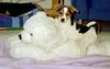 Parson-Russell-Terrier Foto: Joey und sein grosser Freund (ID 14595) Parson-Russell-Terrier Hund