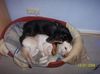Parson-Russell-Terrier Foto: Das sind meine 2 Lieblinge (ID 17776) Parson-Russell-Terrier Hund