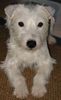 Parson-Russell-Terrier Hund
