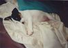 Parson-Russell-Terrier Hund
