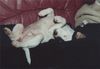 Parson-Russell-Terrier Hund