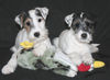 Parson-Russell-Terrier Hund