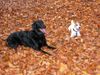 Parson-Russell-Terrier Foto: Kaylee (Flat Coated Retriever) und Speedy (Parson Russell Terrier) im Laub (ID 6890) Parson-Russell-Terrier Hund