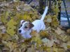 Parson-Russell-Terrier Foto: Speedy, der (ID 6724) Parson-Russell-Terrier Hund