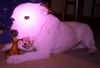Parson-Russell-Terrier Foto: Ob ich den Knochen schaffe? (ID 28271) Parson-Russell-Terrier Hund