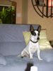 Parson-Russell-Terrier Foto: Einziger Makel seine Ohren (ID 8408) Parson-Russell-Terrier Hund