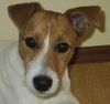 Parson-Russell-Terrier Foto: Potter von der Heulisse alias Lilyput (ID 5314) Parson-Russell-Terrier Hund