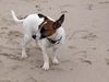 Parson-Russell-Terrier Foto: Lizzie am Strand in Dänemark (ID 19155) Parson-Russell-Terrier Hund