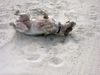 Parson-Russell-Terrier Foto: Lizzie nach dem Bad in der Nordsee... (ID 19156) Parson-Russell-Terrier Hund