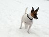 Parson-Russell-Terrier Foto: Lizzie - Schnee ist klasse... (ID 19157) Parson-Russell-Terrier Hund