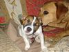 Parson-Russell-Terrier Foto: Lizzie und ihre 'Tante' Jule (ID 6030) Parson-Russell-Terrier Hund