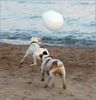 Parson-Russell-Terrier Foto: Pepper und Merlin: Das ist MEIN Spieli!!! (ID 13136) Parson-Russell-Terrier Hund