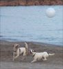 Parson-Russell-Terrier Foto: ..den kriegen wir! (ID 13135) Parson-Russell-Terrier Hund