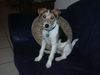 Parson-Russell-Terrier Hund