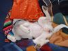 Parson-Russell-Terrier Foto: Maggy - Ohne Worte! (ID 3666) Parson-Russell-Terrier Hund