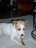 Parson-Russell-Terrier Hund