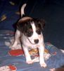 Parson-Russell-Terrier Foto: Minnie - Parson Russel mit 8 Wochen (ID 7268) Parson-Russell-Terrier Hund