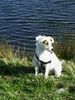 Parson-Russell-Terrier Foto: Motte 7 Monate (ID 27803) Parson-Russell-Terrier Hund