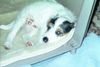 Parson-Russell-Terrier Foto: Das passiert, wenn man seinen Welpen zu oft knipst (ID 13647) Parson-Russell-Terrier Hund