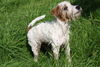 Parson-Russell-Terrier Hund