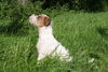 Parson-Russell-Terrier Hund