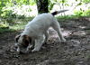 Parson-Russell-Terrier Hund