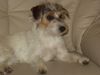 Parson-Russell-Terrier Hund