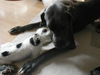 Parson-Russell-Terrier Hund