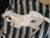 Parson-Russell-Terrier Hund