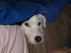 Parson-Russell-Terrier Foto: Mücke ... zwischen Frauchen und Decke (ID 43866) Parson-Russell-Terrier Hund