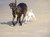 Parson-Russell-Terrier Foto: Die arme Dogge (ID 16104) Parson-Russell-Terrier Hund
