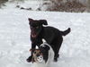 Parson-Russell-Terrier Foto: Knut 4,5 Jahre und Mr.Jingels 8 Monate (ID 30096) Parson-Russell-Terrier Hund
