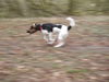 Parson-Russell-Terrier Foto: Knut 4,5 Jahre (ID 30097) Parson-Russell-Terrier Hund