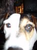 Parson-Russell-Terrier Hund