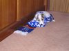 Parson-Russell-Terrier Foto: Ich bin Fußballfan (ID 16260) Parson-Russell-Terrier Hund