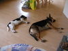 Parson-Russell-Terrier Foto: Knut 4,5 Jahre und Luna 1997-2005 (ID 30098) Parson-Russell-Terrier Hund