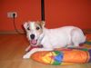 Parson-Russell-Terrier Foto: Ich bin so müde (ID 16259) Parson-Russell-Terrier Hund