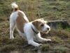 Parson-Russell-Terrier Hund