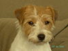 Parson-Russell-Terrier Hund