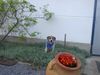 Parson-Russell-Terrier Hund